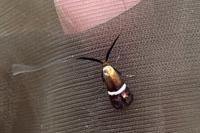 Adela australis