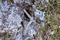 Infurcitinea argentimaculella