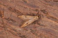 Schreckensteinia festaliella