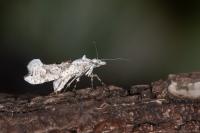 Ypsolopha asperella