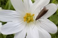 Coleophora lutarea