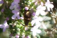Adela australis