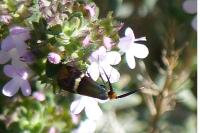 Adela australis