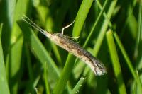 Plutella xylostella
