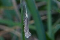 Plutella xylostella