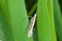 Plutella xylostella