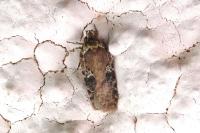 Agonopterix purpurea