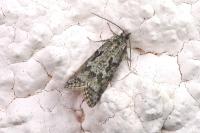 Cnephasia