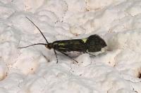 Esperia sulphurella