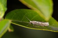 Plutella xylostella
