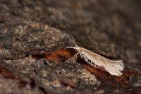 Plutella xylostella