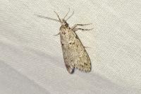 Diurnea fagella