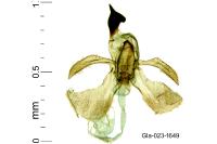 Cosmopterix scribaiella
