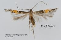 Cosmopterix scribaiella