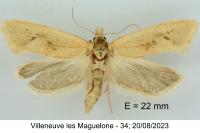Cochylimorpha meridiana