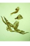 Agdistis manicata