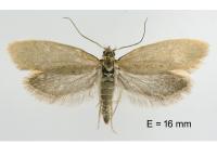 Eriocottis fuscanella