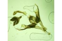 Agdistis paralia