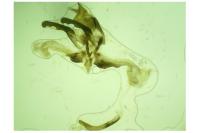 Agdistis meridionalis
