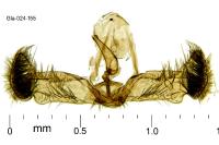 Grapholita janthinana