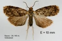 Grapholita janthinana