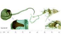 Zelleria oleastrella