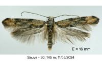 Zelleria oleastrella