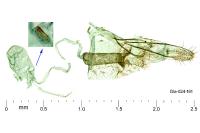 Acrolepiopsis vesperella