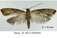 Acrolepiopsis vesperella