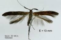 Coleophora variicornis