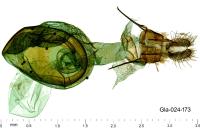 Phtheochroa duponchelana