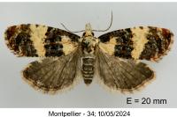 Phtheochroa duponchelana