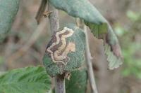Stigmella aurella