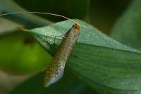 Nematopogon adansoniella