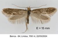 Denisia subaquilea