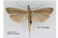 Dichomeris limbipunctella