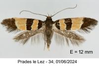 Goidanichiana jourdheuillella