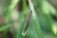 Coleophora solitariella