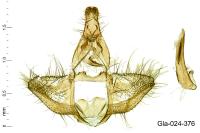 Lozotaenia cupidinana
