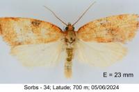 Lozotaenia cupidinana