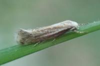 Elachista rufocinerea