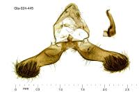 Grapholita lunulana