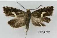 Grapholita lunulana
