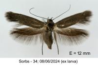 Scythris dorycniella