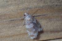 Isotrias rectifasciana