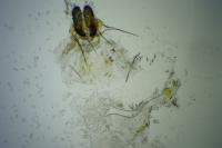 Isotrias rectifasciana