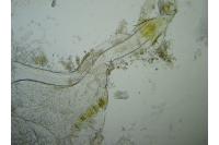 Isotrias rectifasciana