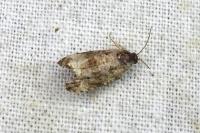 Endothenia oblongana