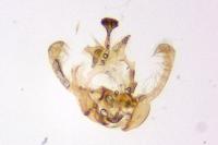 Endothenia oblongana