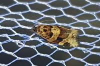 Argyrotaenia ljungiana